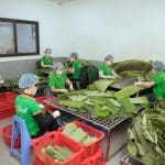 Mùa hè — nem chua lên men nhanh, vị đậm hơn