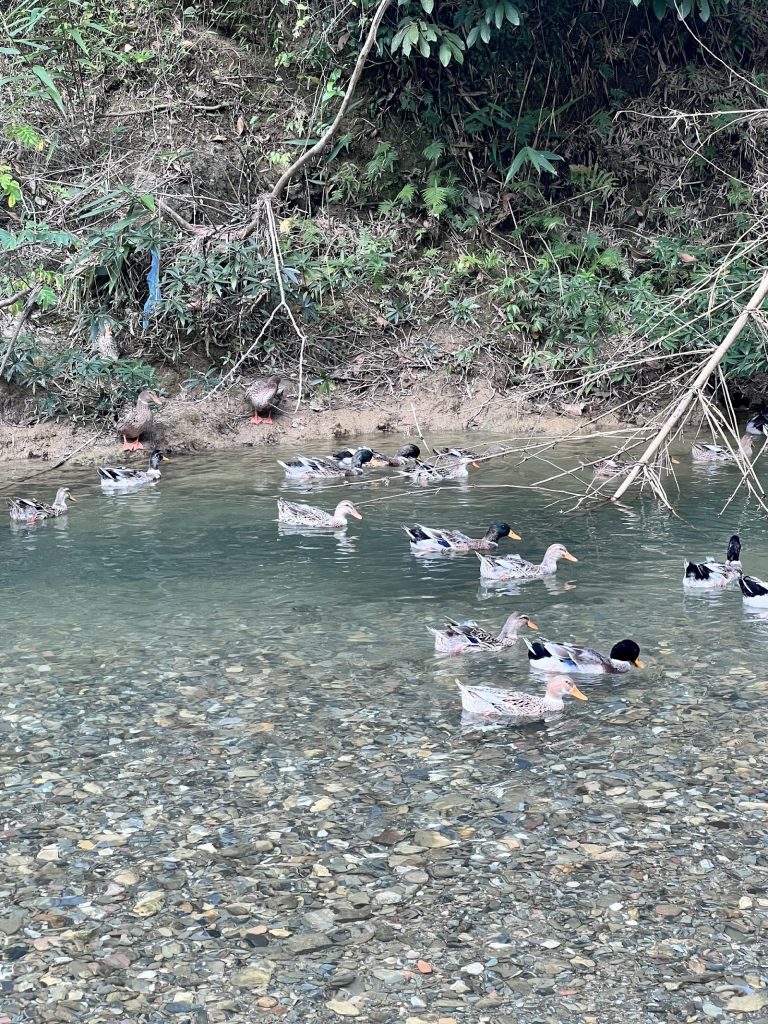 5 cách biến tấu nem chua Thanh Hóa trong bữa ăn hàng ngày